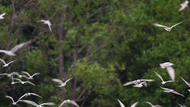 Terns are seabirds that can be found all throughout the world at sea, rivers, and other wider bodies of water; their arrival in Thailand is much awaited as communities come to see them.