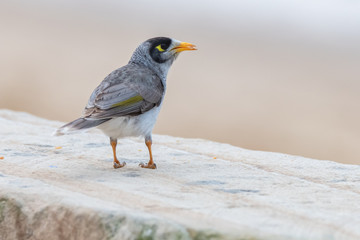Noisy Miner Bird