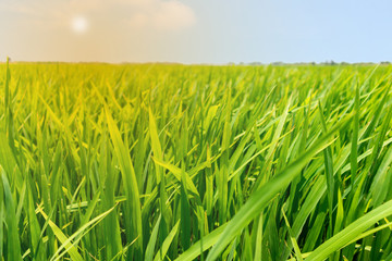 Obraz premium Close up green paddy rice field grass with blue sky landscape background. feel relax and calm Concept. Copyspace and background.