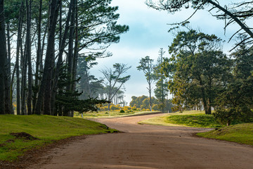 beautiful sandy path between trees