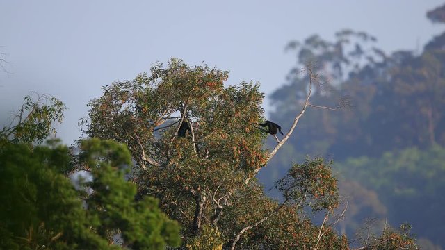 Adult Agile gibbon (Hylobates agilis),or black-handed gibbon, high angle view, climbing on top of the tree in the morning while the sunlight warm and bright in tropical rainforest, south of Thailand.