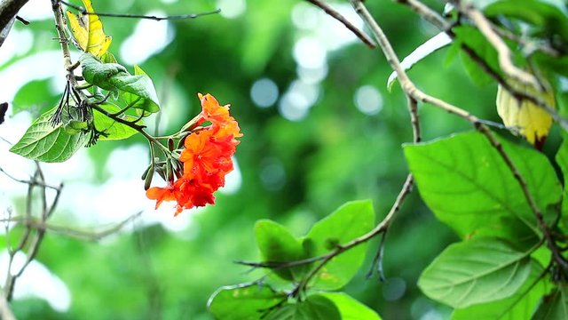 acacia or Geiger tree or cordia has red orange flowers and rain drop in the green garden1