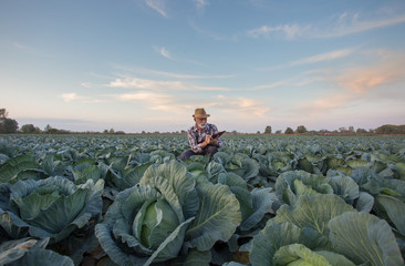 Farmer with notebook in cabbage field - obrazy, fototapety, plakaty
