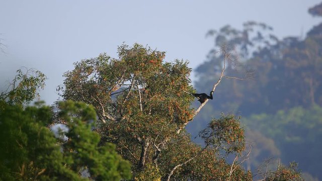 Adult Agile gibbon (Hylobates agilis),or black-handed gibbon, high angle view, climbing on top of the tree in the morning while the sunlight warm and bright in tropical rainforest, south of Thailand.
