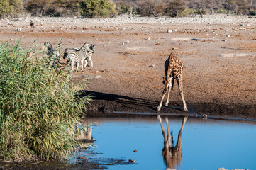 An Angolan Giraffe - Giraffa giraffa angolensis- is drinking from a waterhole in Etosha National Park. Giraffes are the most vulnerable when drinking.