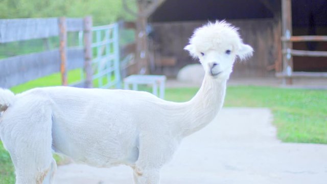 4K slow motion shot of a white alpaca looking couriously into the camera and cleaning itself afterwards, with a barn in the blurred background. Soft light at dusk and shallow depth of field