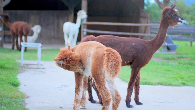 4K slow motion shot of two alpaca looking couriously into the camera and cleaning itself afterwards and one alpaca walking away, with other alpacas and a barn in the blurred background.
