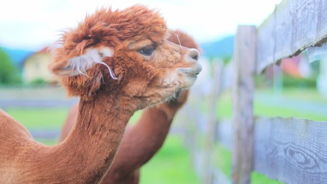 Shot of two alpacas looking couriously around and into the camera Standing in front of a wooden fence eating grass with fields and houses in the blurred background. Soft light at dusk