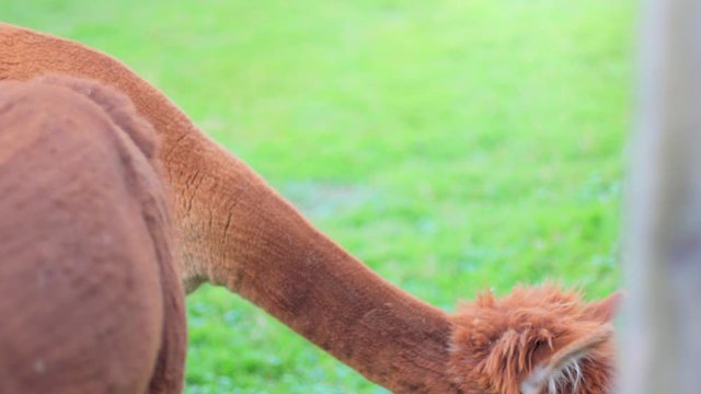 4K slow motion close up of an alpaca looking couriously looking around, with green fields and a wooden fence in the blurred background. Soft light at dusk