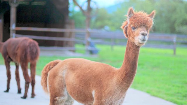 4K slow motion shot of an alpaca looking couriously into the camera, with more alpacas, trees and a barn in the blurred background. Soft light at dusk. Slight camera pan.