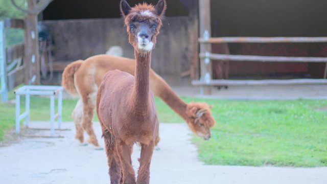 4K slow motion shot of an alpaca looking couriously into the camera and cleaning itself afterwards, with another alpaca and a barn in the blurred background. Soft light at dusk