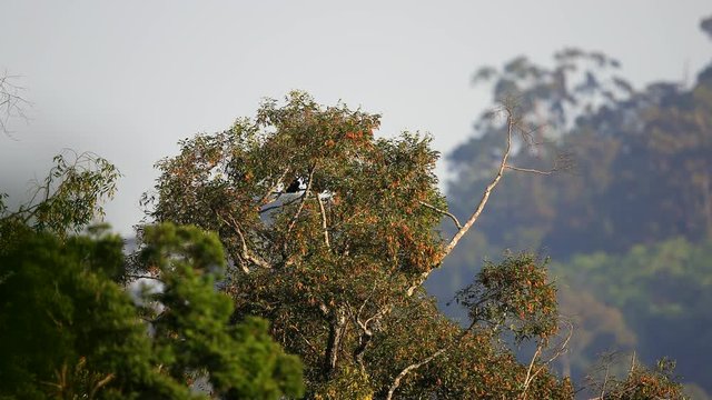 Adult Agile gibbon (Hylobates agilis),or black-handed gibbon, high angle view, climbing on top of the tree in the morning while the sunlight warm and bright in tropical rainforest, south of Thailand.