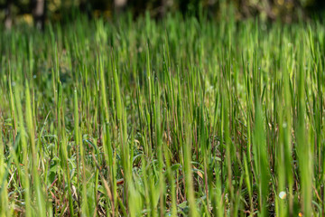 Fresh spring green grass panorama isolated on natural background