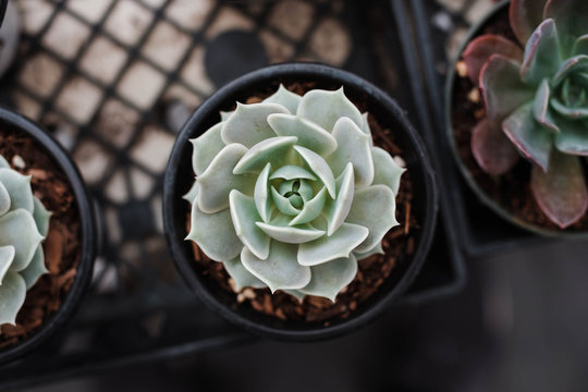 Echeveria succulant