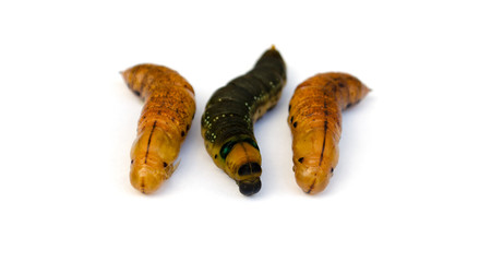 Butterfly Pupa