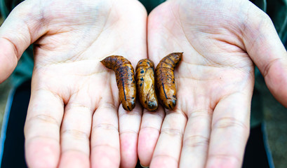 Butterfly Pupa