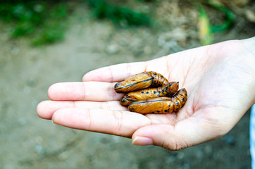 Butterfly Pupa