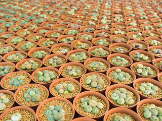 Small green cactus call Lithop in orange cultivation bowl background, selective focus
