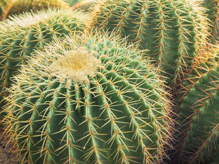 Green cactus with yellow thorn in cultivation bowl background
