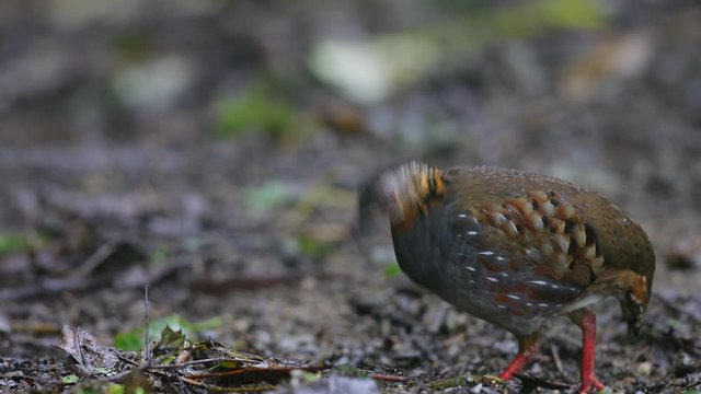 Beautiful adult female Grey peacock-pheasant (Polyplectron bicalcaratum) and babies, angle view, foraging vegetable seeds on the grounds in tropical forest, Mae Wong National Park, north of Thailand.