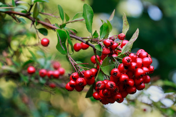 Hawthorn branch in the garden, red berries.