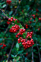 Hawthorn branch in the garden, red berries.