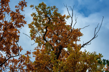 colorful autumn forest tree in magical colors
