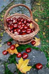 Basket of chestnuts gathered under a tree in the park.