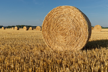 Rundballen aus Stroh liegen auf einem abgeernteten Getreidefeld
