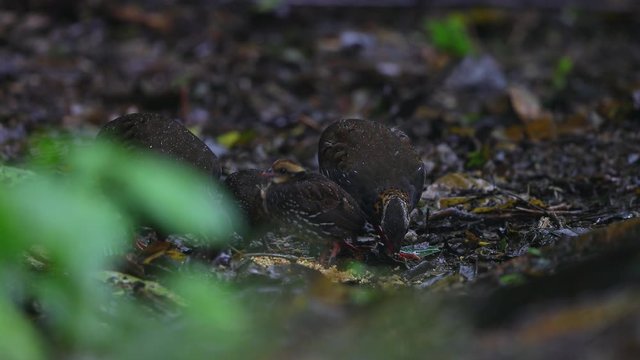 Beautiful adult female Grey peacock-pheasant (Polyplectron bicalcaratum) and babies, angle view, foraging vegetable seeds on the grounds in tropical forest, Mae Wong National Park, north of Thailand.