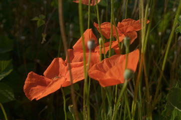 Papaver rhoeas; field poppy in Tuscany