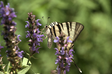 Iphiclides podalirius; scarce swallowtail in Montespertoli