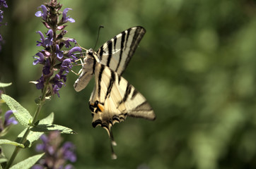 Iphiclides podalirius; scarce swallowtail in Montespertoli