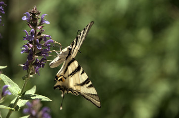 Iphiclides podalirius; scarce swallowtail in Montespertoli