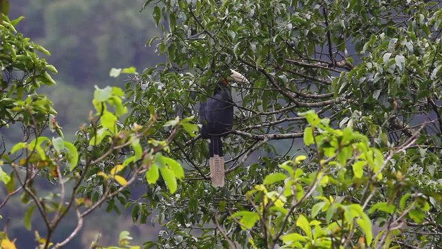 Adult female Rufous-necked hornbill (Aceros nipalensis), uprisen angle view, head shot, sitting on the high branch of the fruit tree in montane forest, Mae Wong National Park, northern of Thailand.