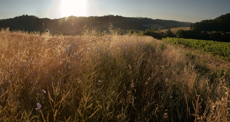 Field of Oats catching the evening Sun in Tuscany