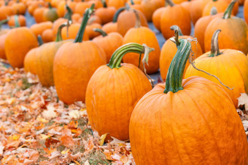 Pumpkins for sale at a pumpkin patch