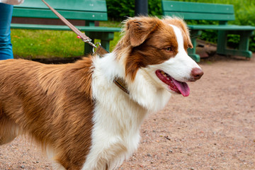 Beautiful alert red Border Collie enjoying a day in the park. 