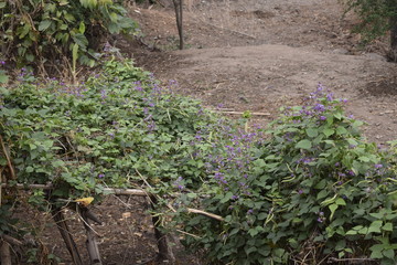 super healthy green Papdi String Bean organic farm