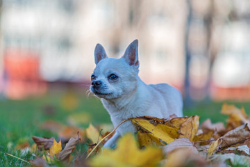 Portrait of a Chihuahua Chihuahua on fallen maple leaves.