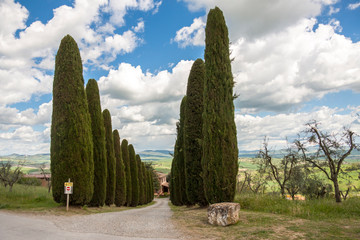 Cypress tree - Toscany, Italy.