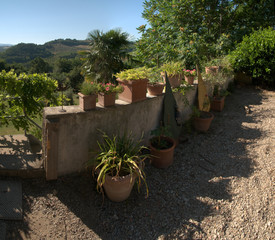 Potted plants on garden wall n Tuscany