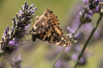 Vanessa cardui; painted lady in Tuscany