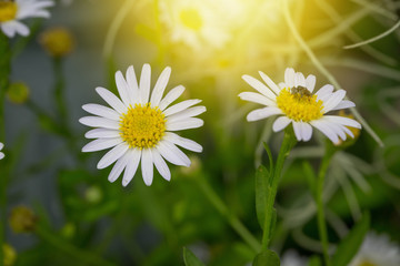 Obraz na płótnie Canvas Little white daisy flower with green bokeh