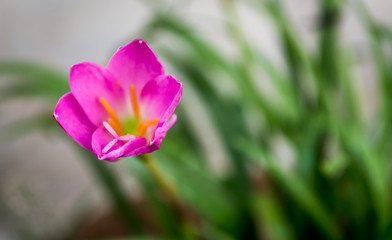 A pink rain lily