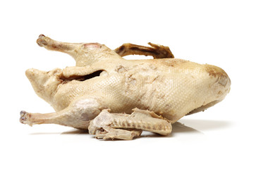 Fototapeta premium Goose on white background