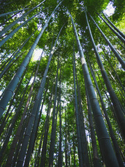Bamboo grove forest at Arashiyama in Kyoto,Japan, green natural travel background.