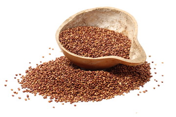 Sorgo seed (Sorghum Moench) on white background