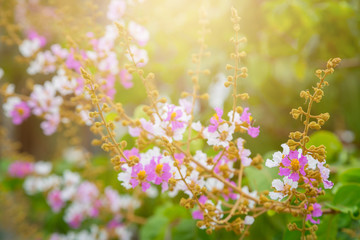 Obraz premium pink and white flower with bokeh