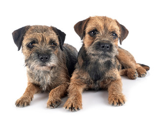 border terriers in studio